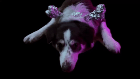 The_Amazing_Hazel dance dog alien hund GIF
