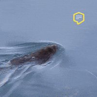 Winter Wow GIF by Linz News