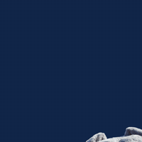 Samford Bulldogs GIF by Samford University