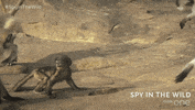 bbc one GIF by BBC