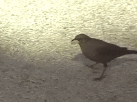 Bored Good Morning GIF by Aaron Taos