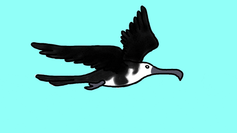 NyahooStudio giphyupload cartoon animated bird GIF