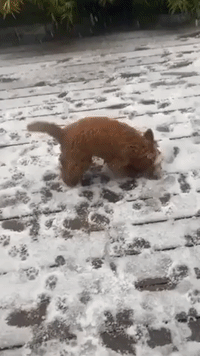 Puppy Does 'Zoomies' After Seeing Snow for the First Time in Australia