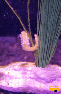 Cute Animals GIF by Brookfield Zoo