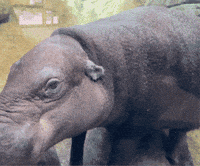 Pygmy Hippo Swimming GIF by John Ball Zoo
