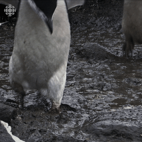 Oh No Oops GIF by CBC