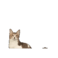 25Cats Sticker by Gray Hat Films