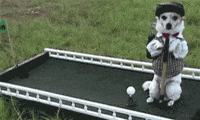Golfing Ryder Cup GIF