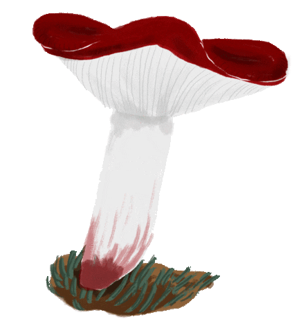 Plant Mushroom Sticker by Teaspoon studio
