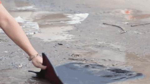 laikhanh01 giphyupload GIF