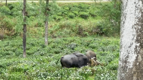 grizzlyadams2291 giphygifmaker buffalo guar GIF