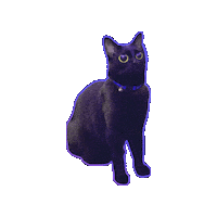 Zoning Out Black Cat Sticker by Rod Kim