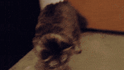 cat demon GIF
