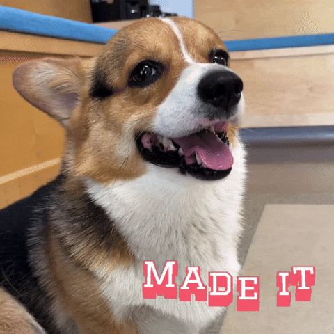 Made It Corgi GIF