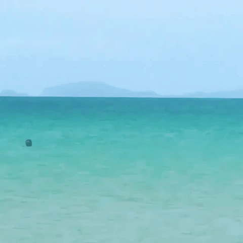 Dolphin Pod Surprises Swimmers at Matauri Bay