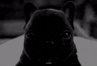 Pibble GIF