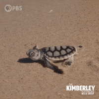 Sea Turtle Australia GIF by PBS