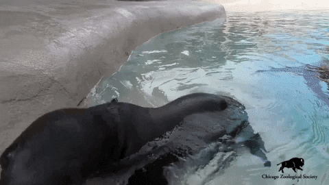 BrookfieldZoo giphygifmaker baby water games GIF