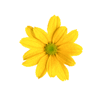 Flower Istanbul Sticker