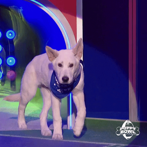 GIF by Puppy Bowl