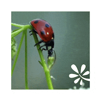 Finland Ladybug Sticker by Yleisradio