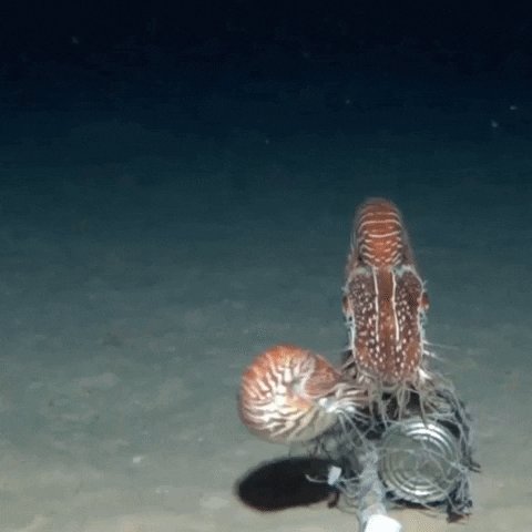 Nautilus GIF by OctoNation® The Largest Octopus Fan Club!
