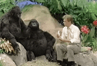 gorillas eating GIF by Wheel of Fortune