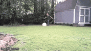 tah GIF