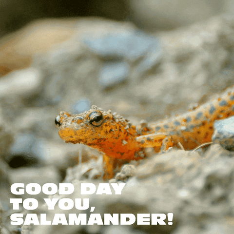 organicvalley giphyupload nature organic salamander GIF