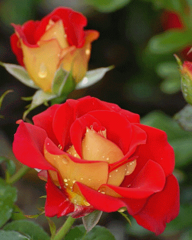 Photo gif. Slideshow of different flowers like orange roses, purple flowers, red roses, and more.