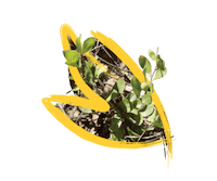 Endangered Species Australia Sticker by NSW Department of Planning, Industry and Environment
