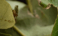 Wildlife Leave GIF by PBS Digital Studios