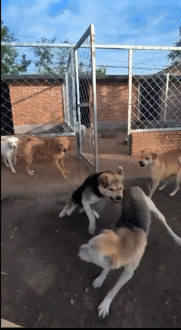 jacksonhwang giphyupload GIF