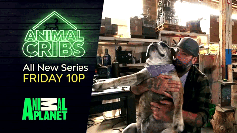 GIF by Animal Planet