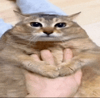 unknownyouth cat car fat cat unknownyouth GIF