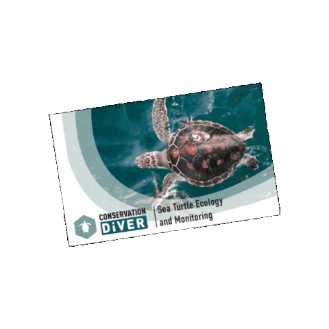 Sea Turtle Sticker by Conservation Diver