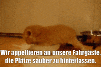 unsereoebb cat katze oebb weltkatzentag GIF