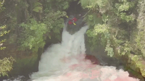 NZWA giphyupload GIF