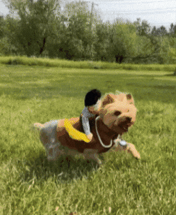 acpshop giphyupload GIF