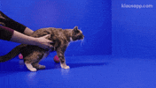 Look There GIF by Klaus