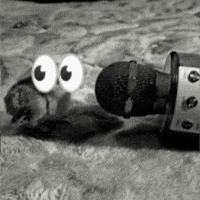 Eyes Bird GIF