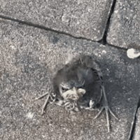 Angry Bird Seriously GIF by All U Need Pest Control