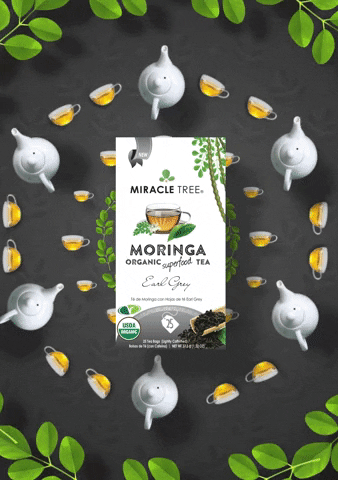 miracletreetea giphyupload moringa moringa tea miracle tree GIF