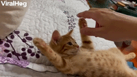 Sleepy Kitten Gets Paw Massage