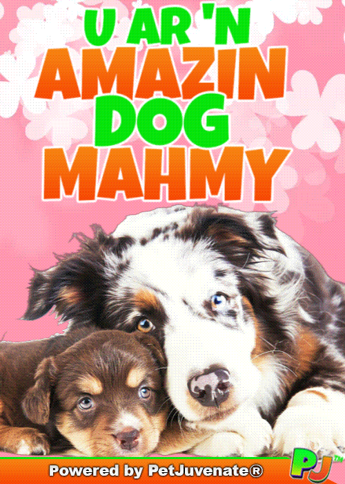 PetJuvenate giphyupload petjuvenate henlo hooman fren love rescue dogs GIF