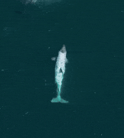  Sighting of Incredible and Rare White Orca