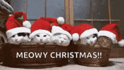 Merry Christmas Cat GIF