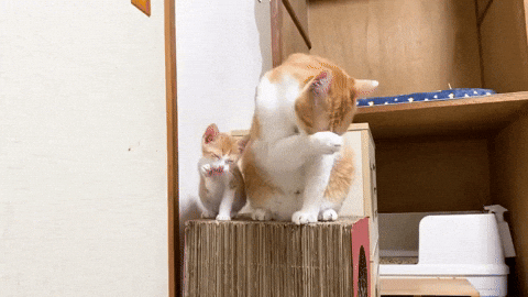 cuteanimalland giphyupload GIF