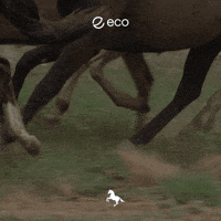 Uts GIF by Eco