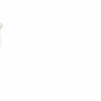 minniethepompom puppy pomeranian happydog happypuppy GIF